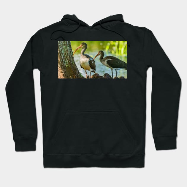 White Ibis Hoodie by KensLensDesigns